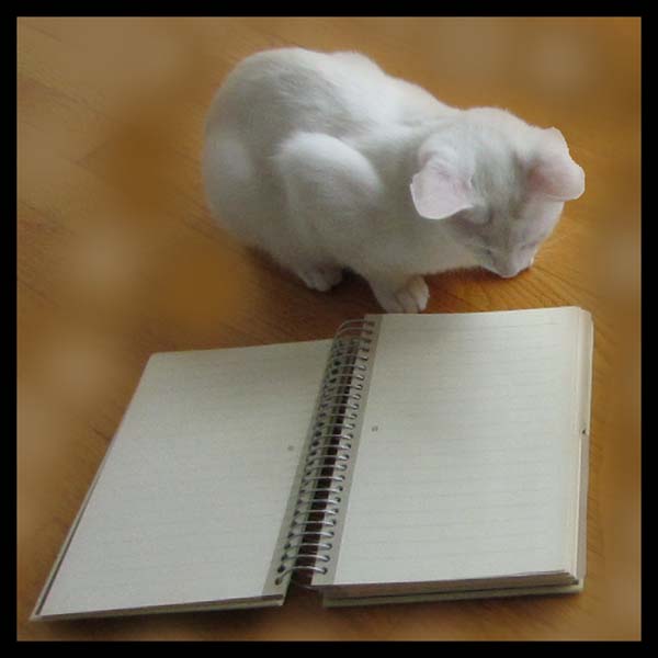 White kitten looking at blank pages